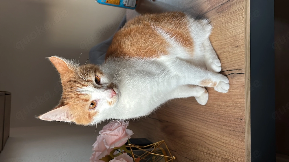 BKH Kater Balu sucht ein neues Zuhause 