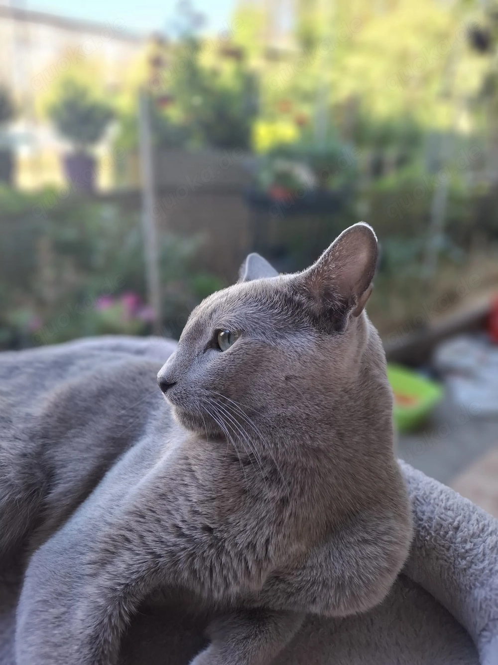 Russisch Blau Deckkater mit Stammbaum für gesunde Katzendamen