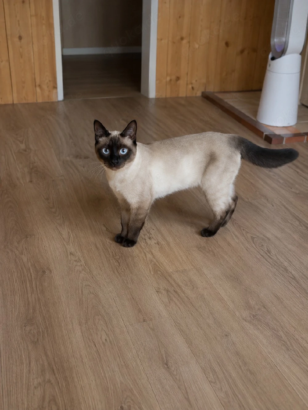BKH mix kater sucht seinen neuen dosenöffner.