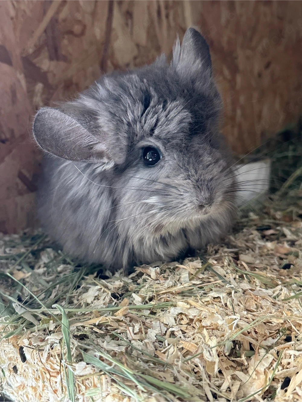 angora chinchilla männchen 
