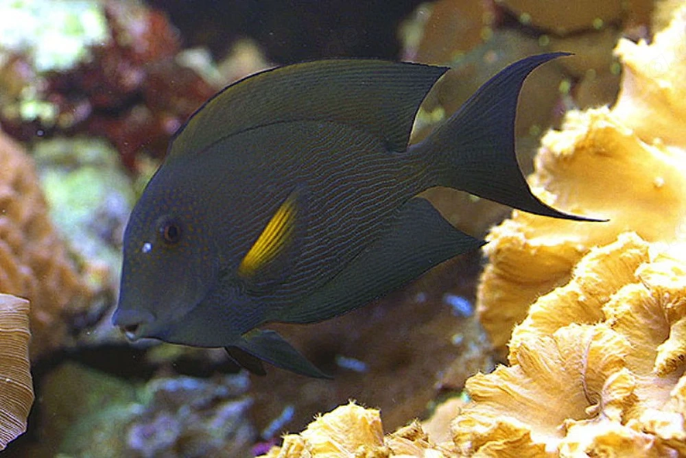 Ctenochaetus striatus