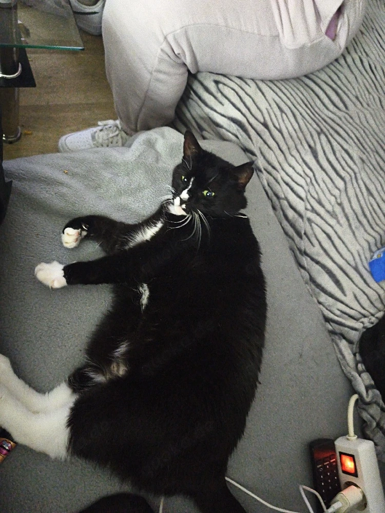katze weiblich zu verschenken 