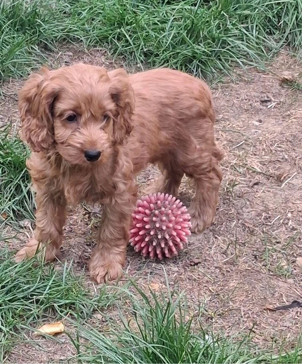Cockapoo welpen 