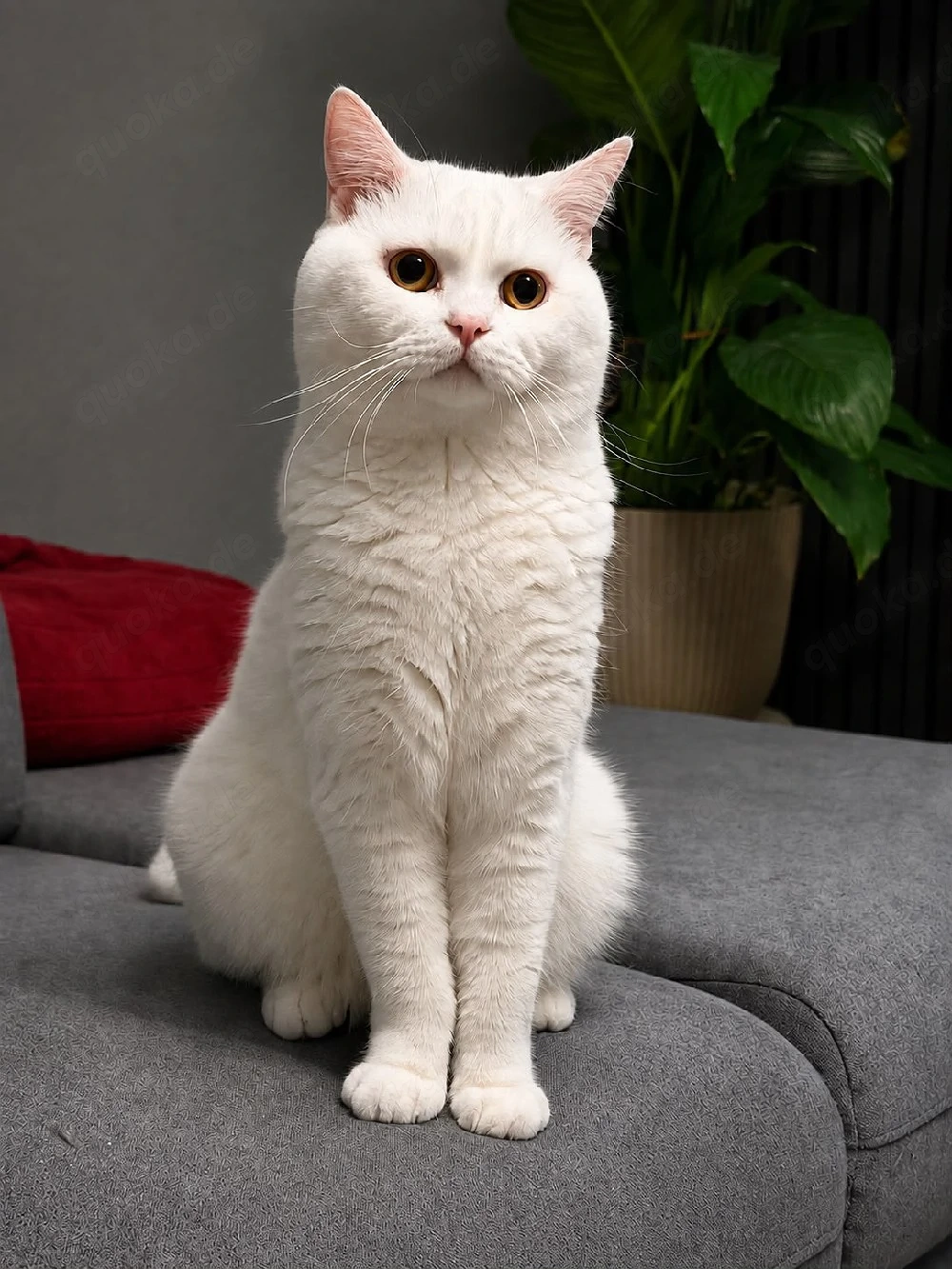 BKH Deckkater Reinweiß!!