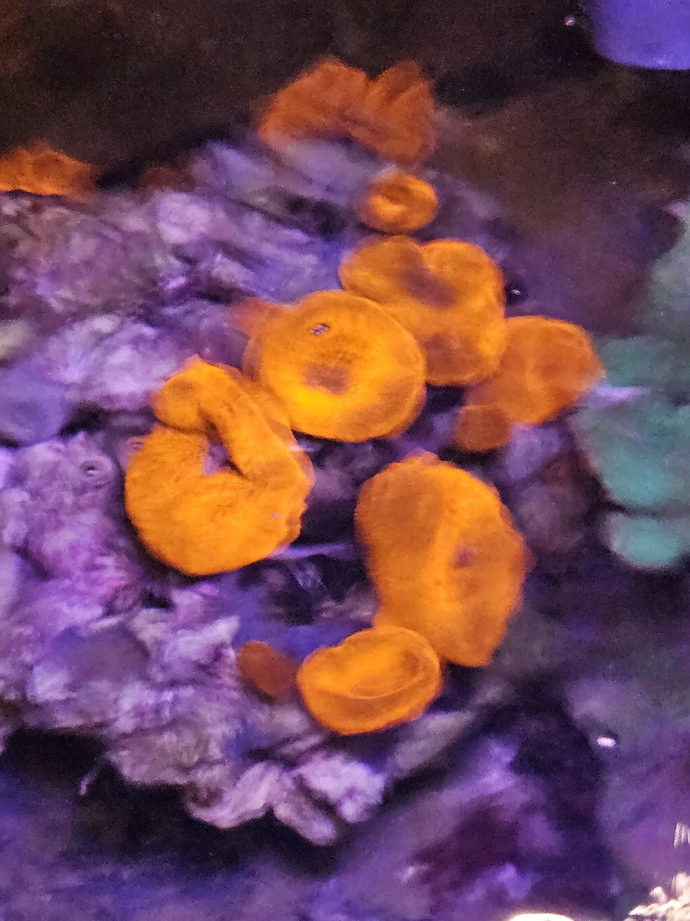 Discosoma  Ultra Red    Scheibenanemone