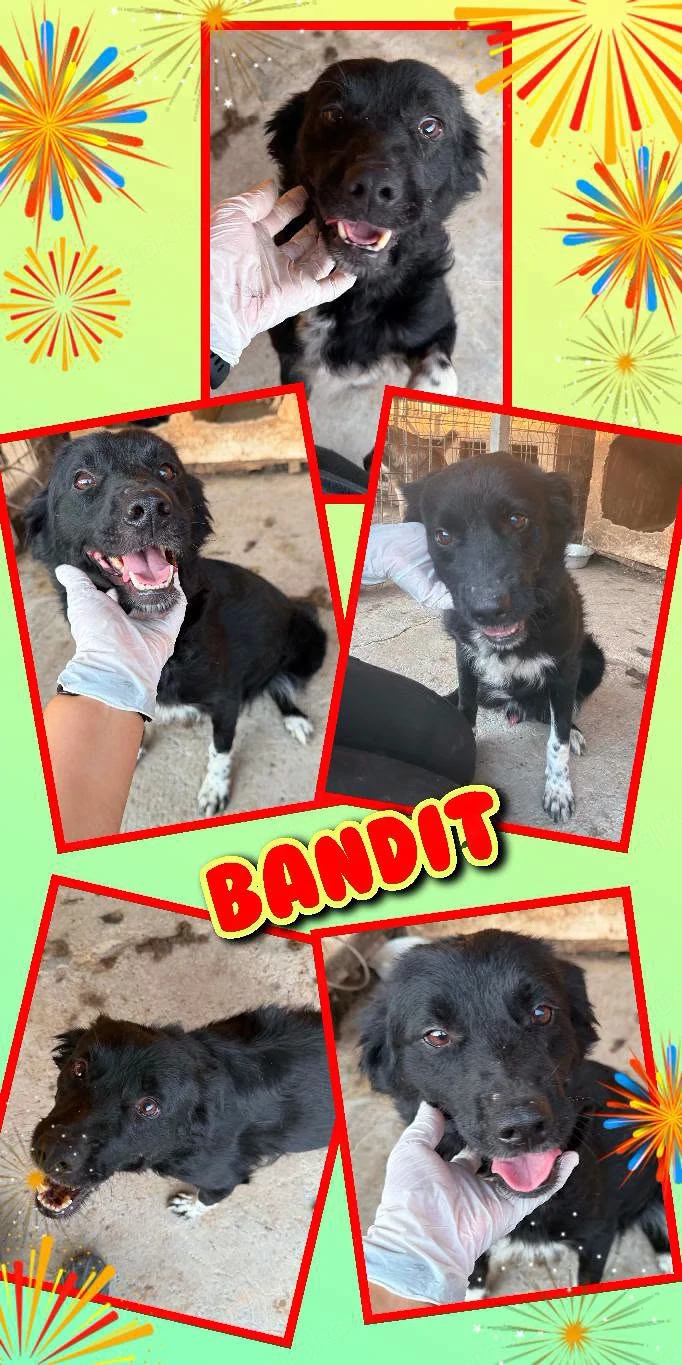 sehr lieber, sanfter, sozialer, menschenbezogener Traumrüde "Bandit" auf Körbchensuche