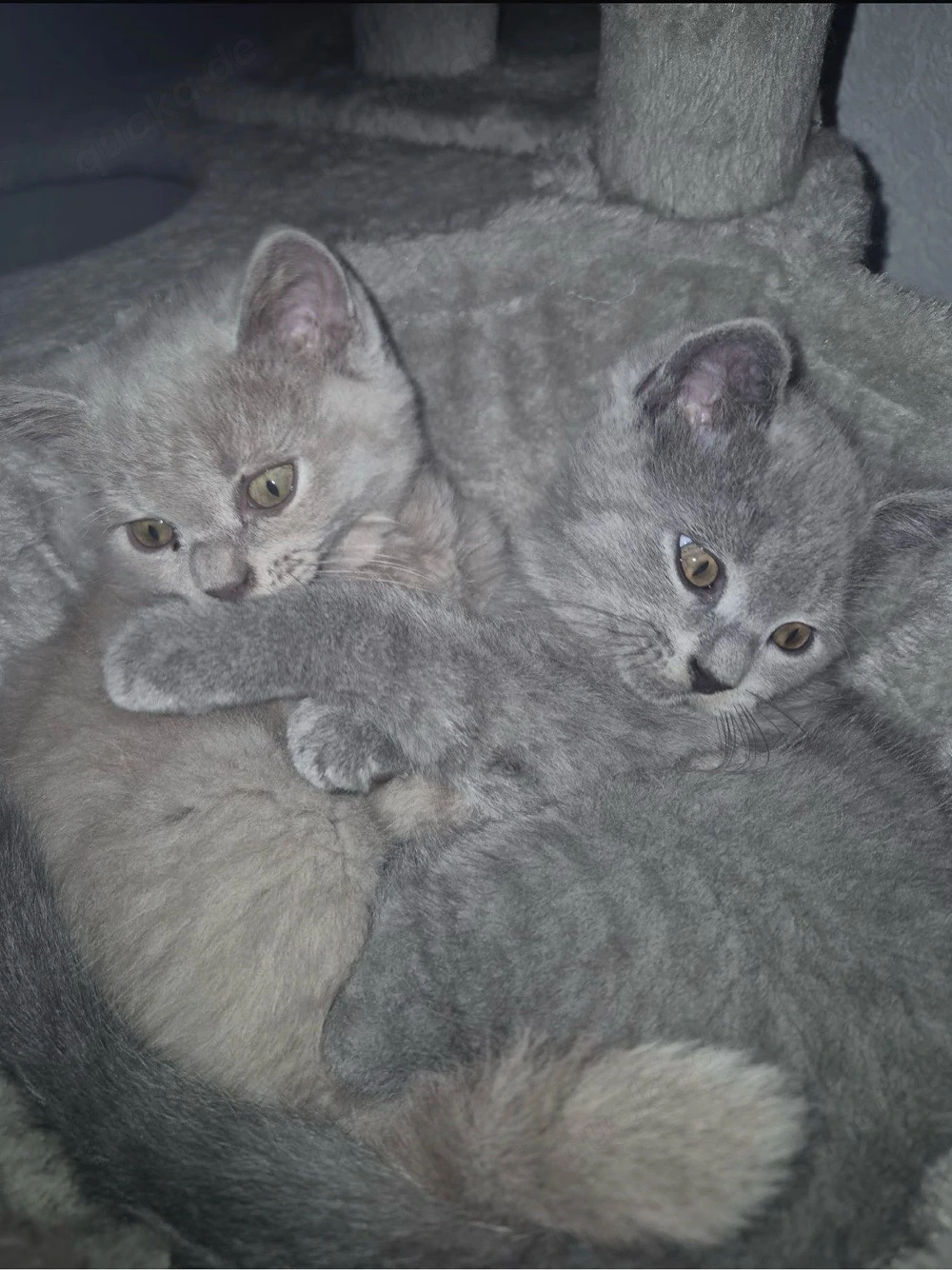 Bkh Kitten
