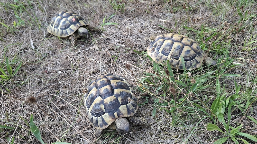 Verkaufe 3er Gruppe Griechische Landschildkröten 2019, 2020 THB