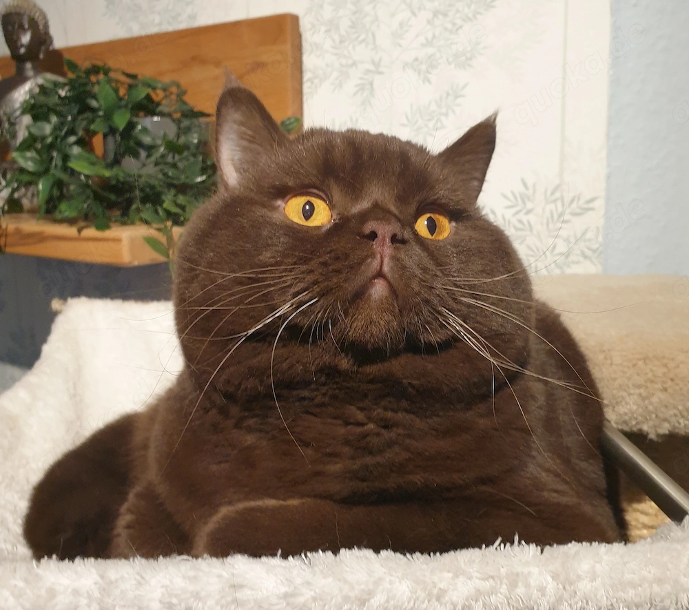 BKH Deckkater chocolate Bg. A b1, cinnamon-Träger, Erbkrankheiten genetisch N N, FIV FelV negativ