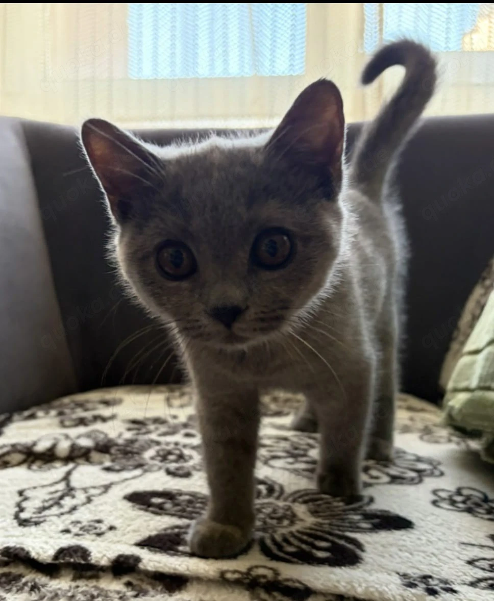 britisch kurzhaar Katze