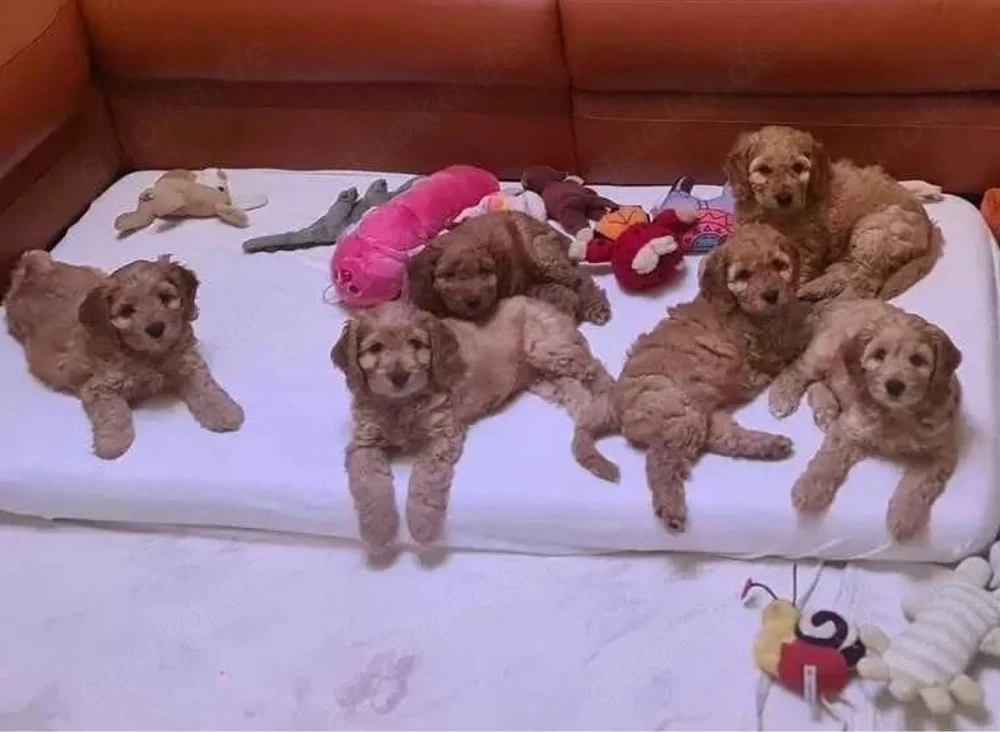 Cockapoo welpen