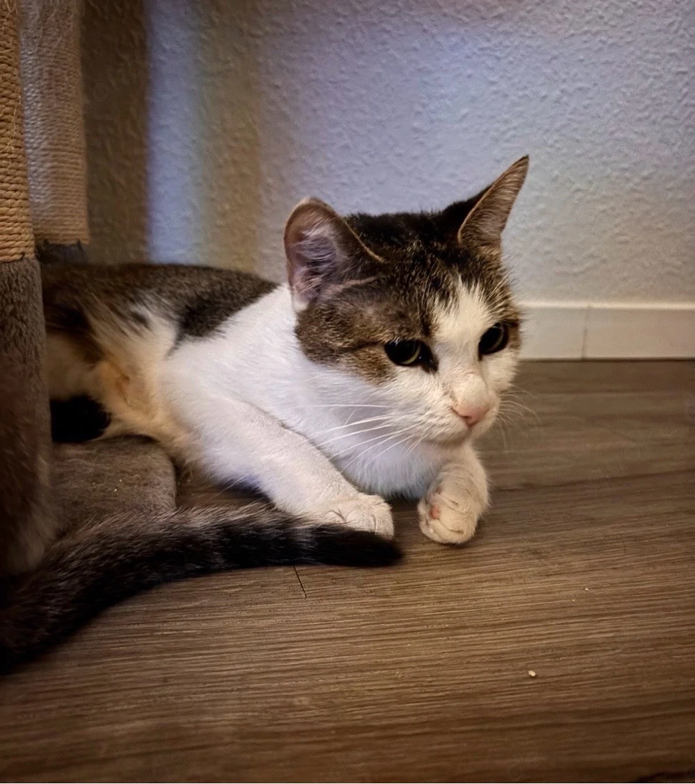 Süsse katze sucht zuhause