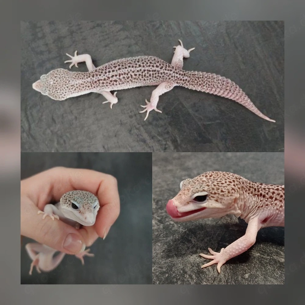 1.0 Galaxy poss het. Murphy Patternless