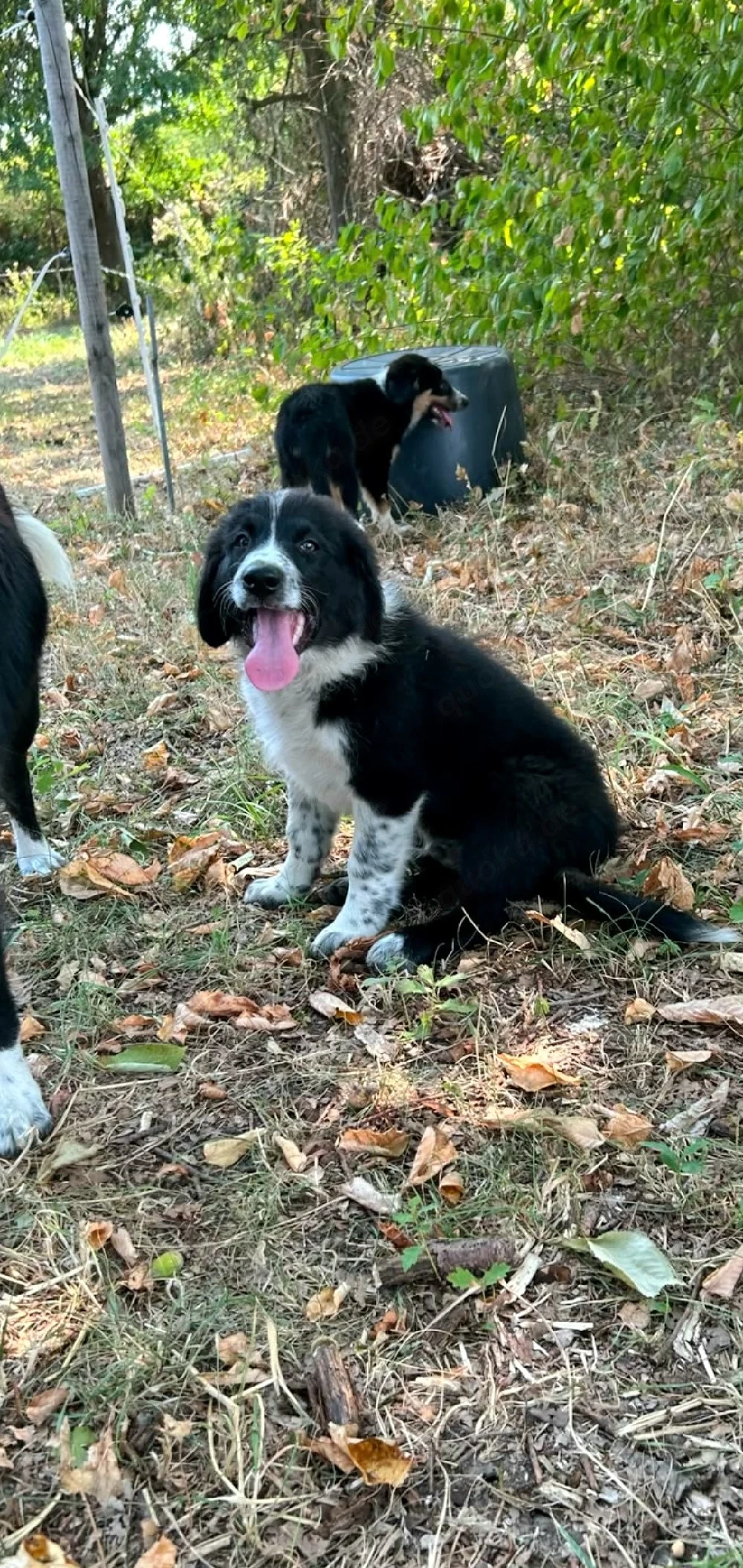 Border Collie mix welpen 
