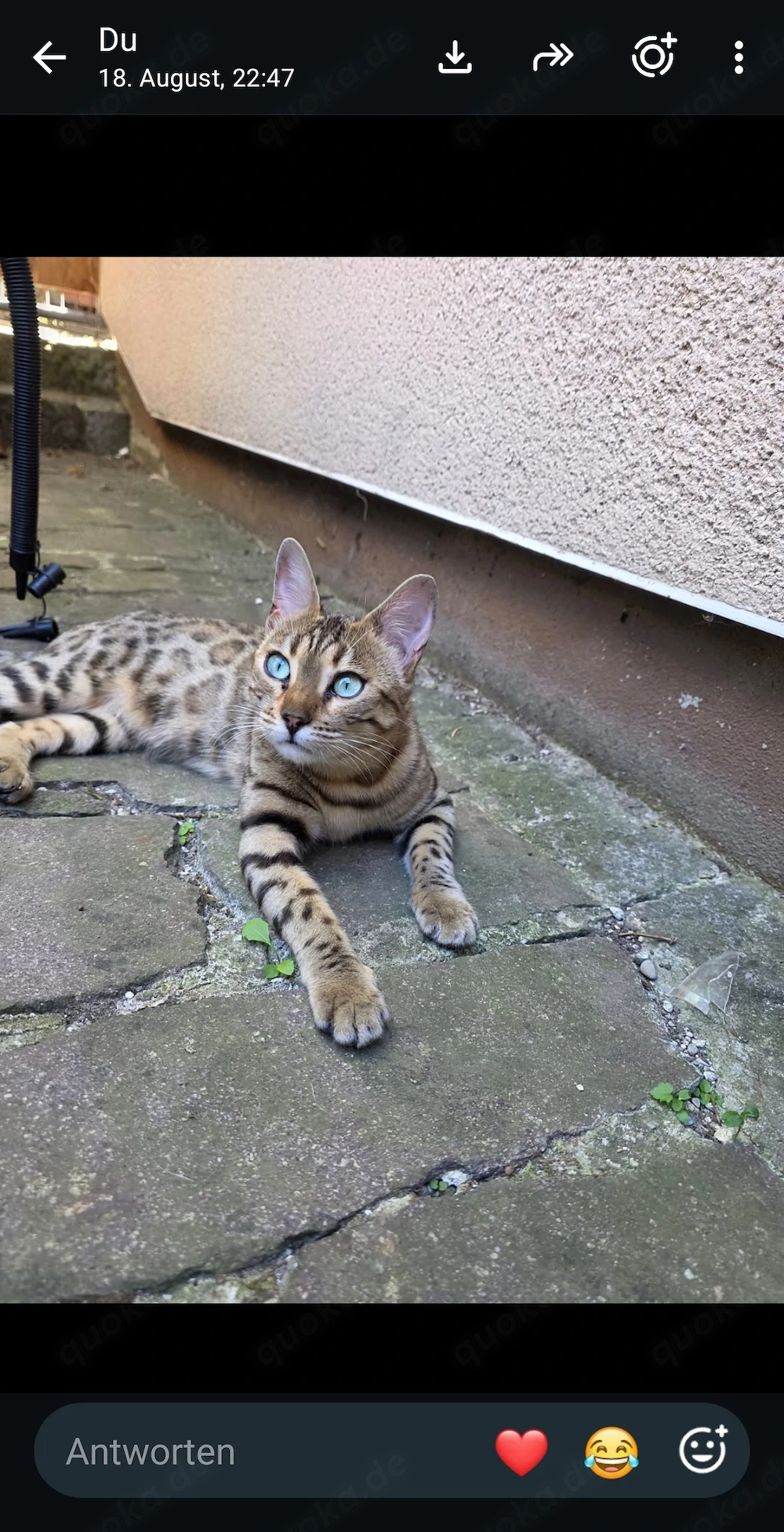 Freya sucht noch ihr für immer Zuhause 