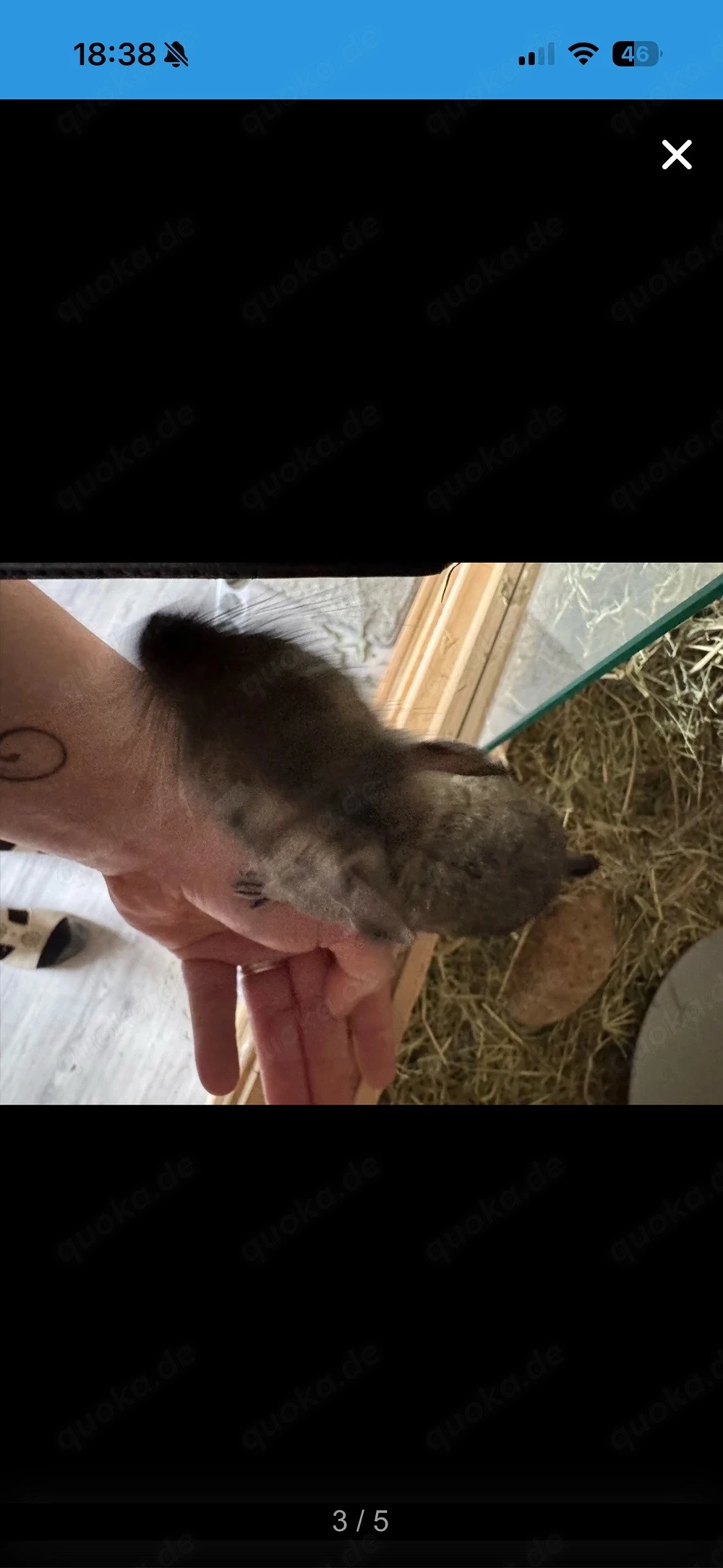 4Degumädels im alter von 1.5 jahren