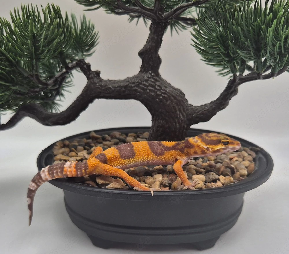 Wunderschöne Leopardgeckos 2026 abzugeben super zahm