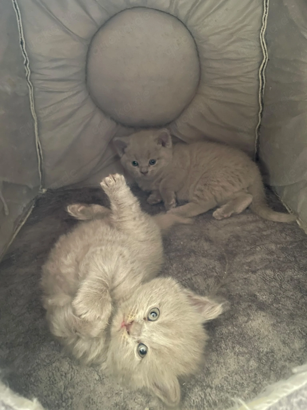 Bkh baby katzen zu verkaufen