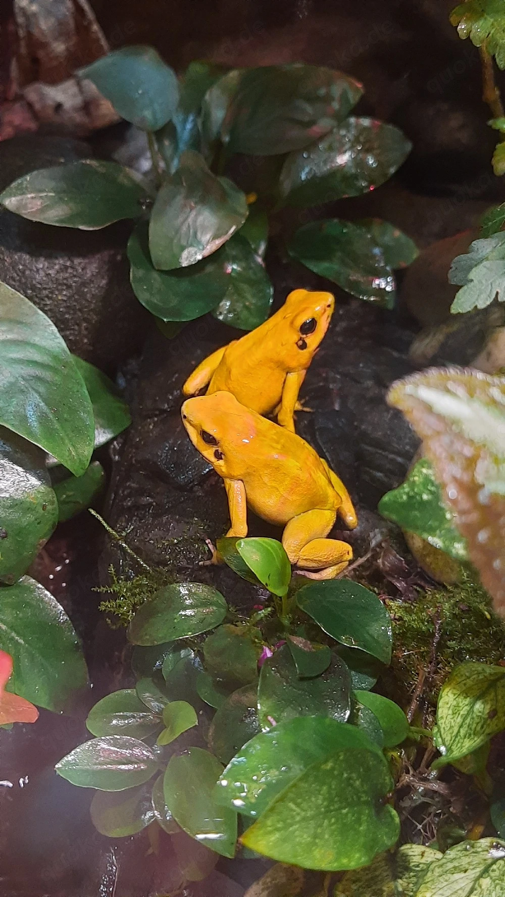 Phyllobates terribilis Pfeilgiftfrosch Zucht Gruppe abzugeben 