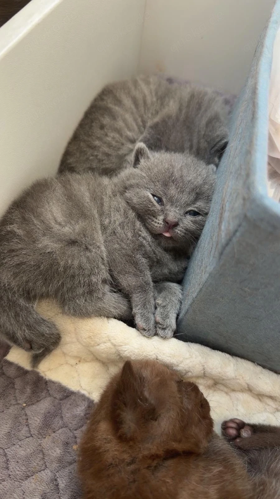 5 süße Kitten suchen später ein liebevolles Zuhause.