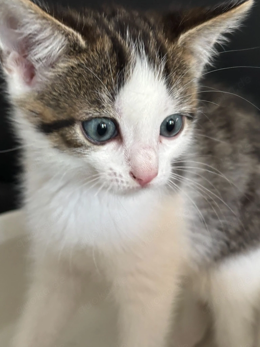 Süße Katzenbabys Britisch Kurzhaar Mischling 