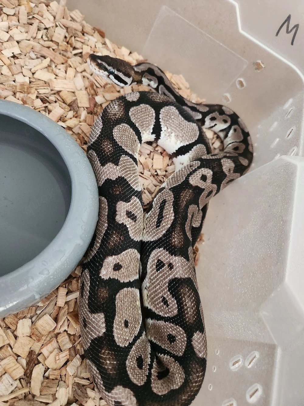 Königspython 1.0 Pastel Axanthic (VPI)
