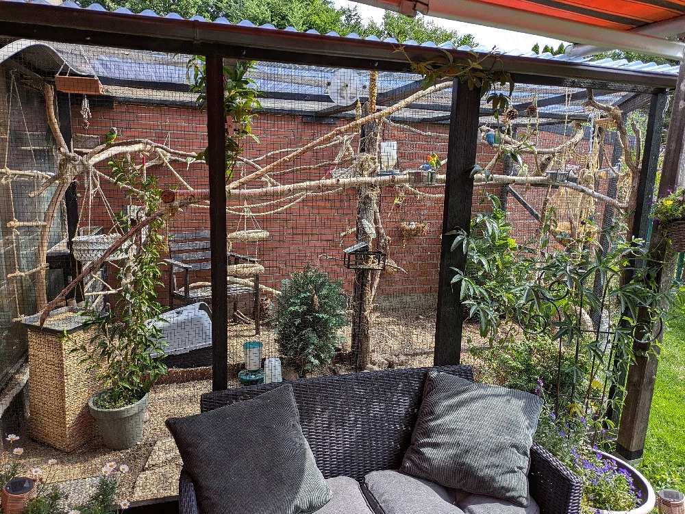 Suche weiblichen mohrenkopfpapagei 