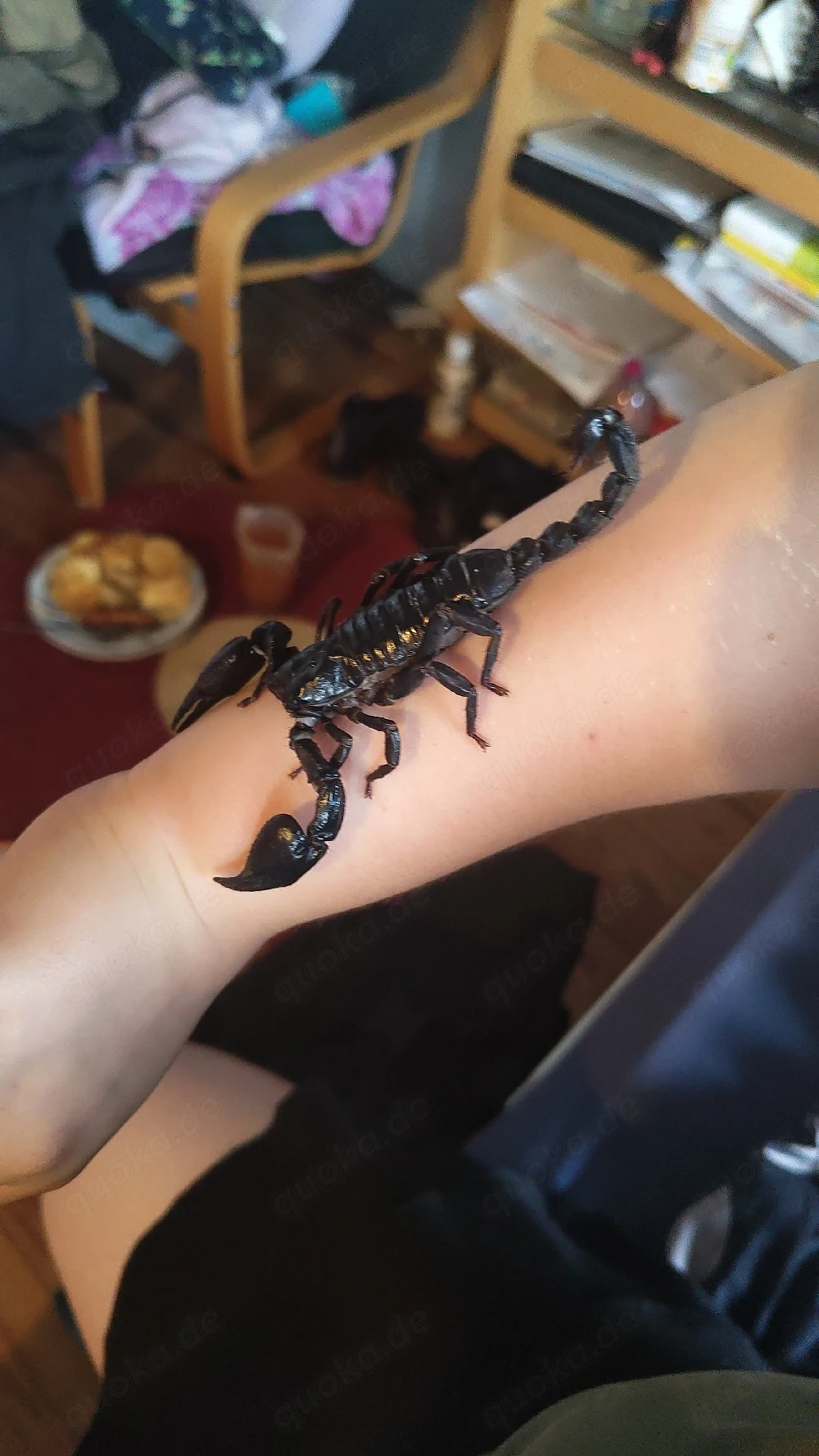 Heterometrus Silenus Skorpion Babys Jungtiere 