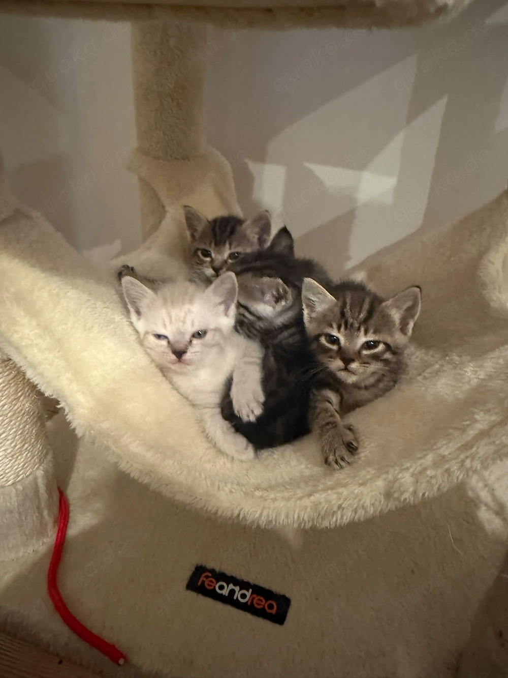 Süße BKH-Siam-Mix Kitten suchen liebevolles Zuhause