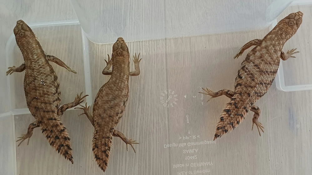 Egernia depressa Zwergstachelskink