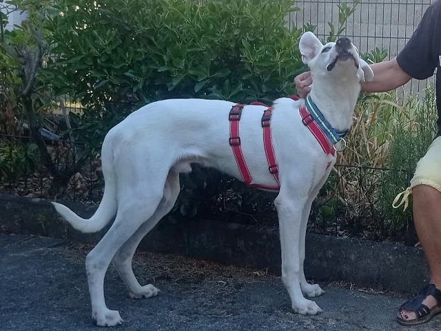 Artemis sucht sein Zuhause