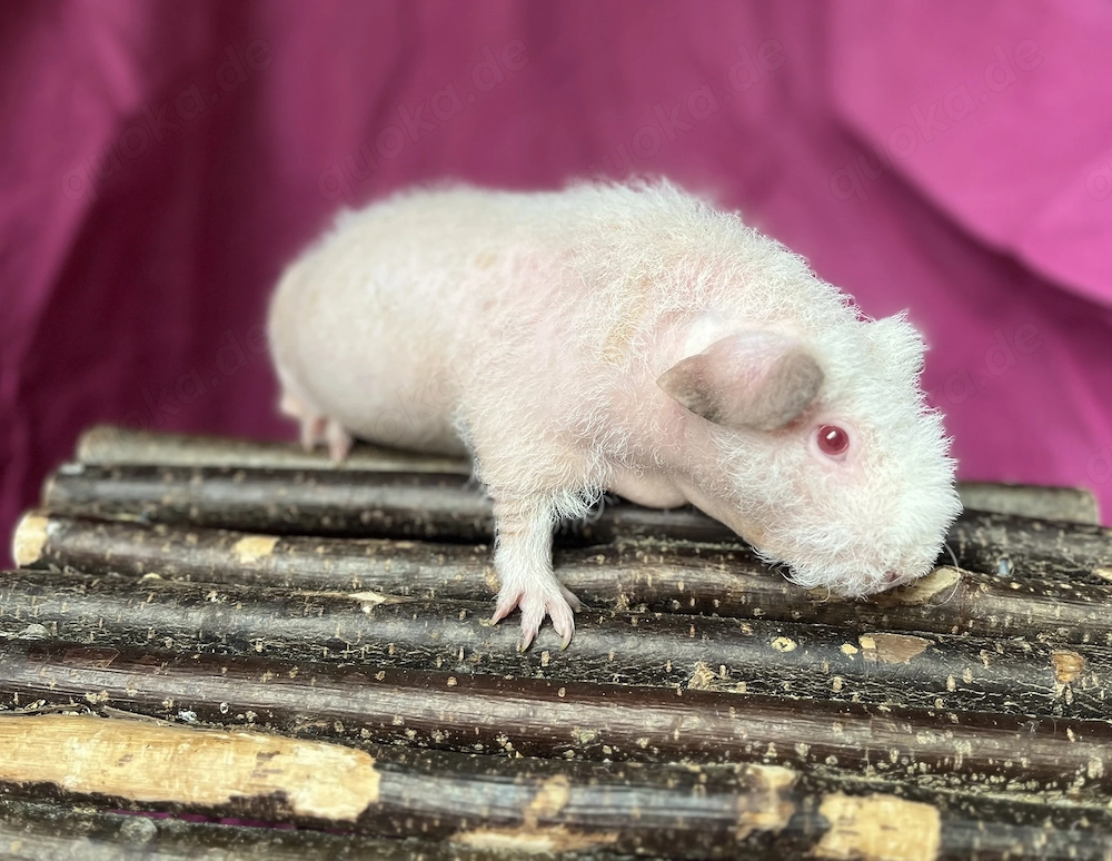 Skinny Pig Werwolf Frühkastrat 