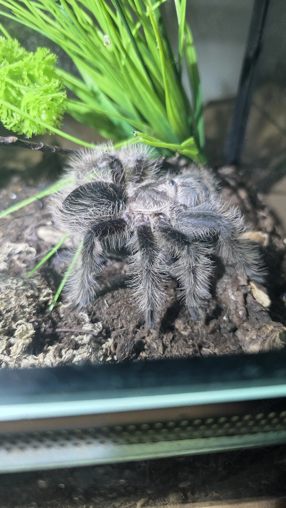 Tliltocatl albopilosus Vogelspinne mit terrarium 