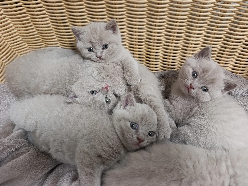 BKH Katzen Babys 