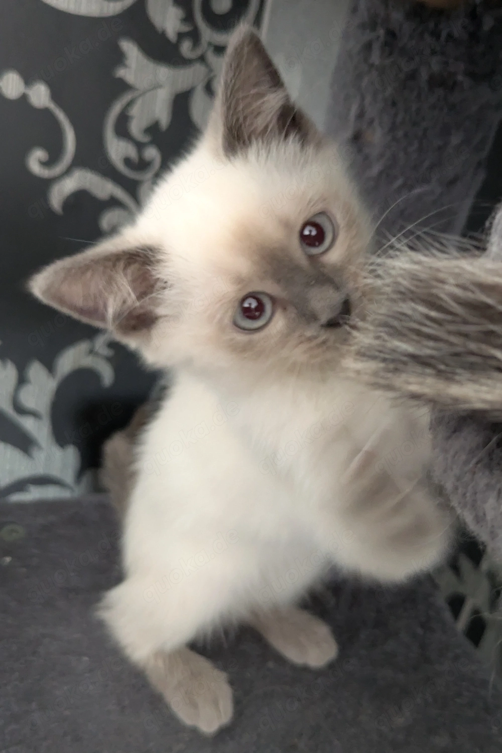 Einfach traumhafte Siam Birma kitten