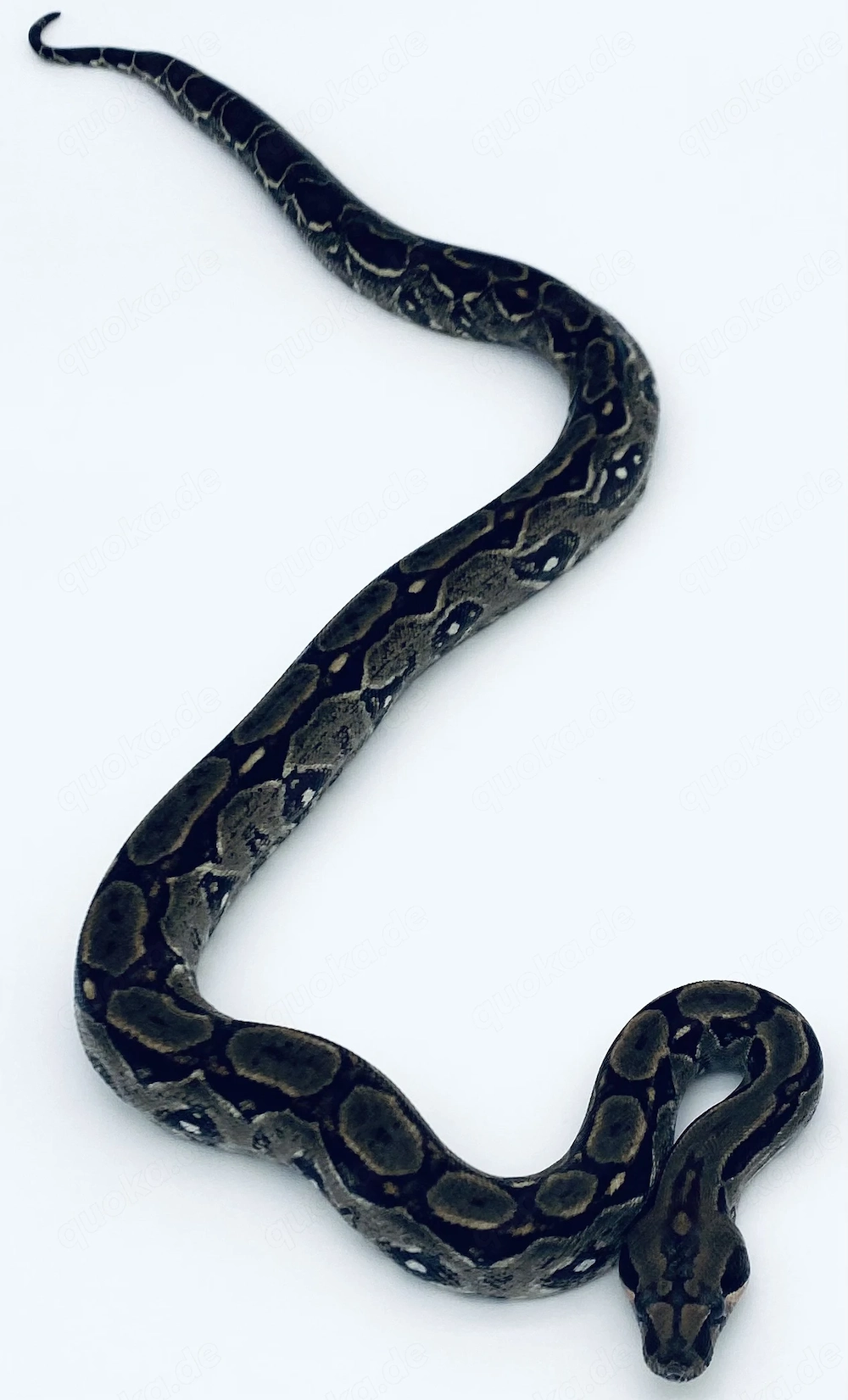 Boa Constrictor Imperator