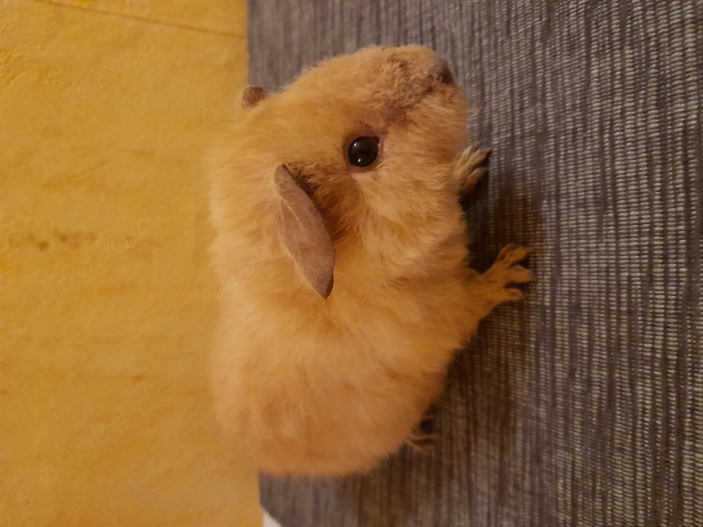 Zauberhafte Meerschweinchen unterschiedlichen Alters...
