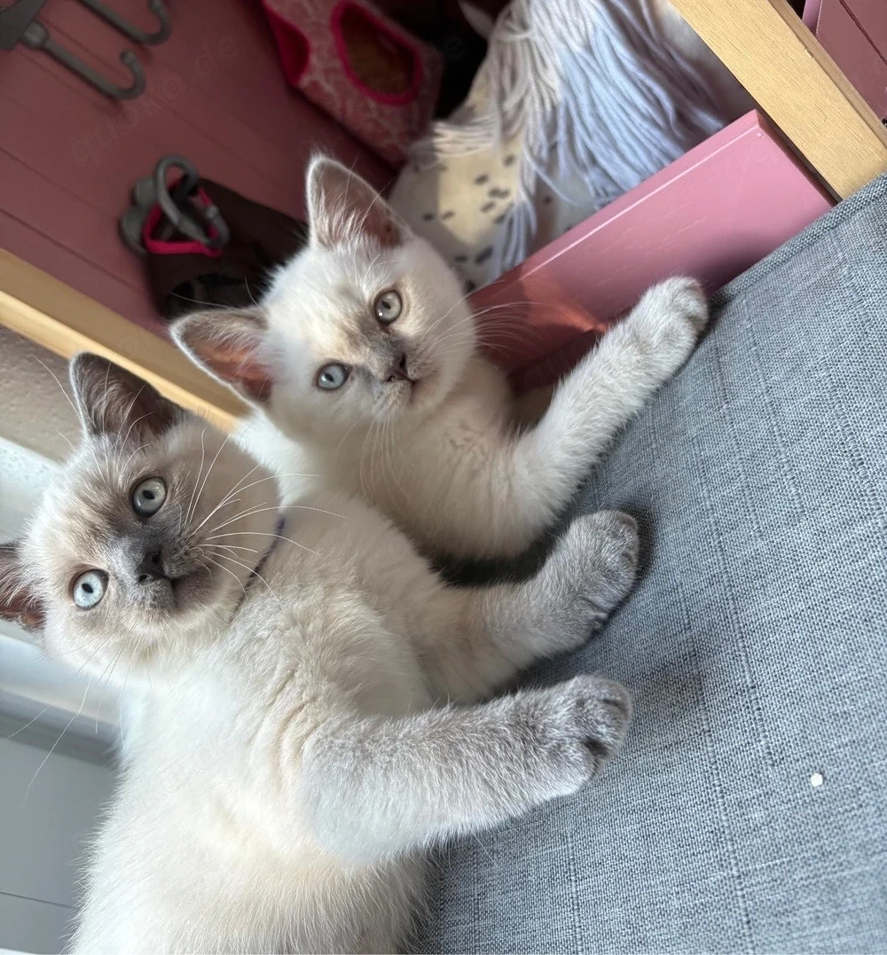 BKH Kitten abgabebereit (männlich) 