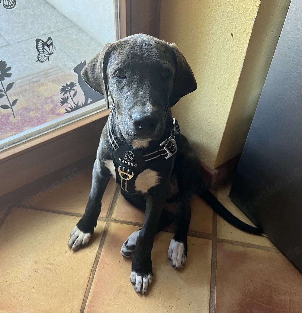 Der verschmuste Labrador Staffordshire Welpe sucht ein Zuhause! 