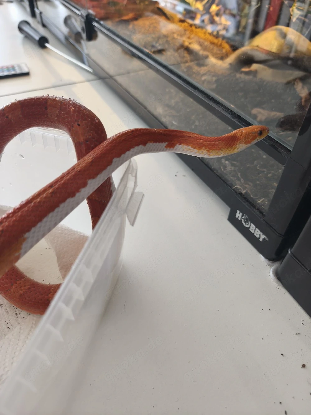 1.1 Hypo Bloodred Pied 1.1 Bloodred Pied NZ 23 Kornnattern- Abgabe zusammen-