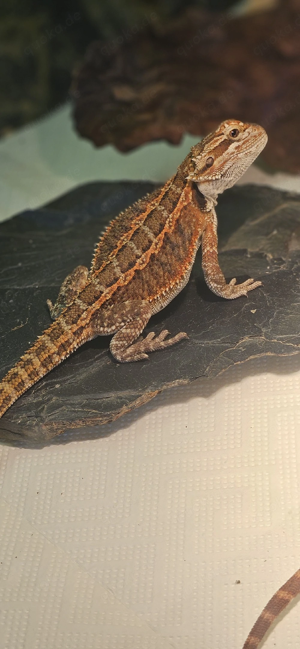 Bartagame Pogona Vitticeps 100% het trans