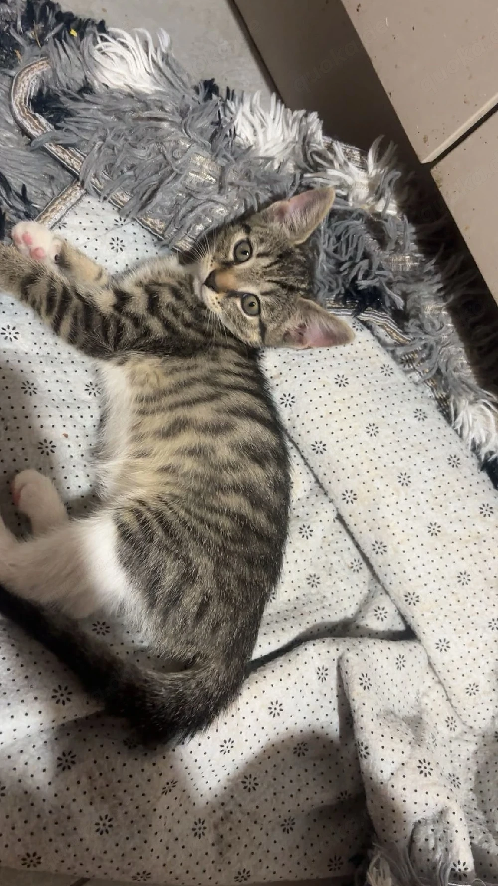 babykatzen 