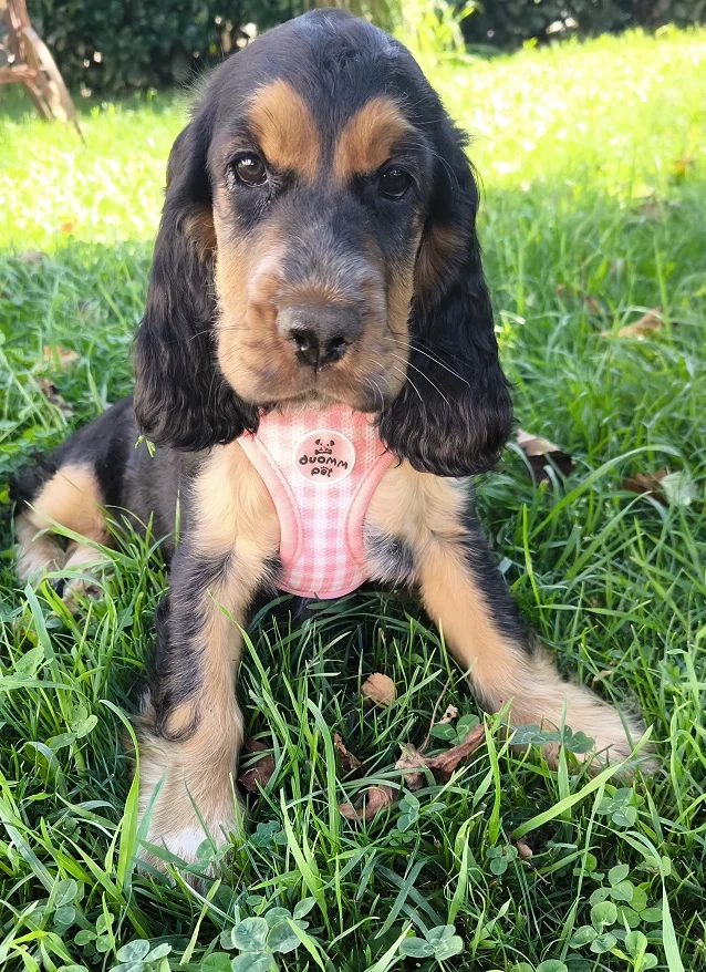 Zauberhafte Englische Cockerspaniel