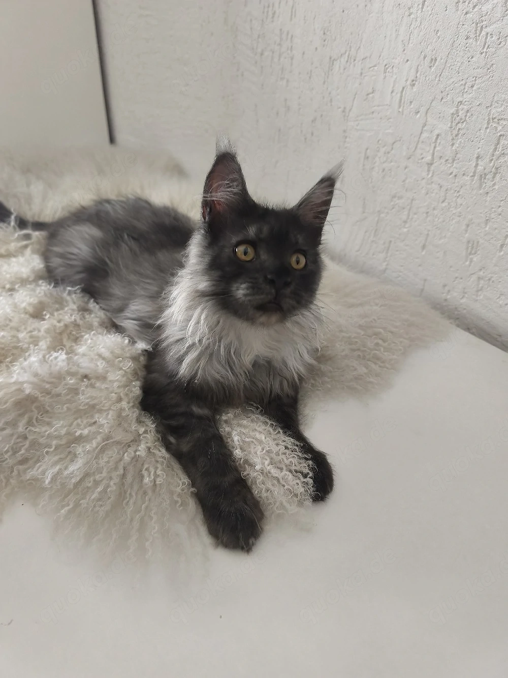 Maine Coon Kater