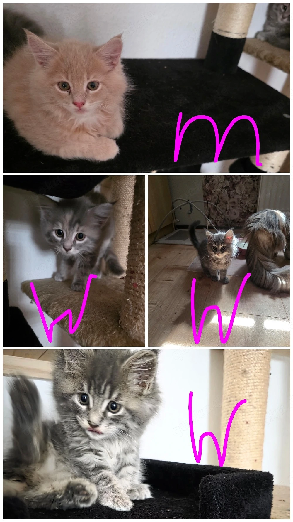 Maine Coon-Babys 