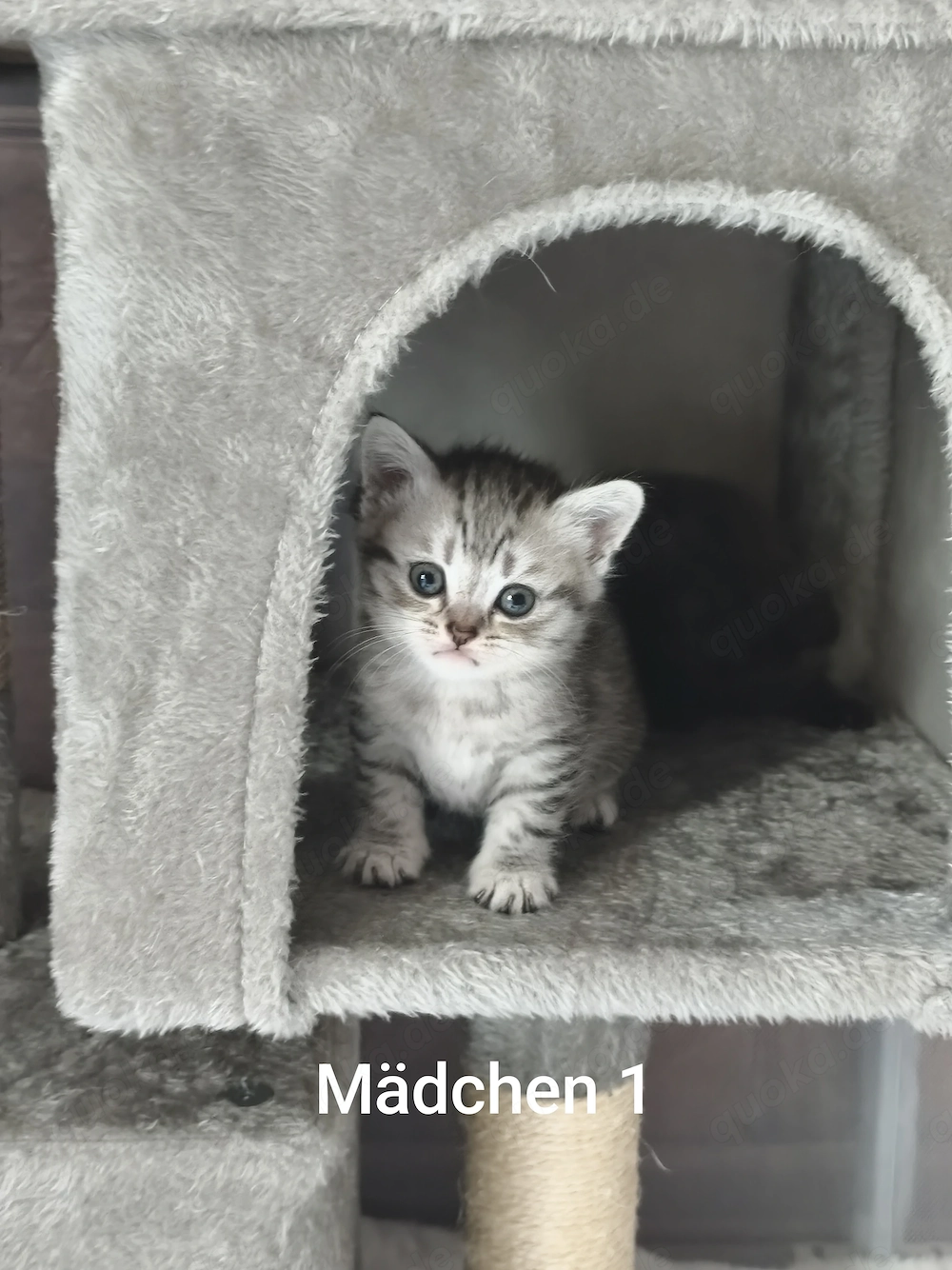 Bildhübsche BKH-Siam Kitten