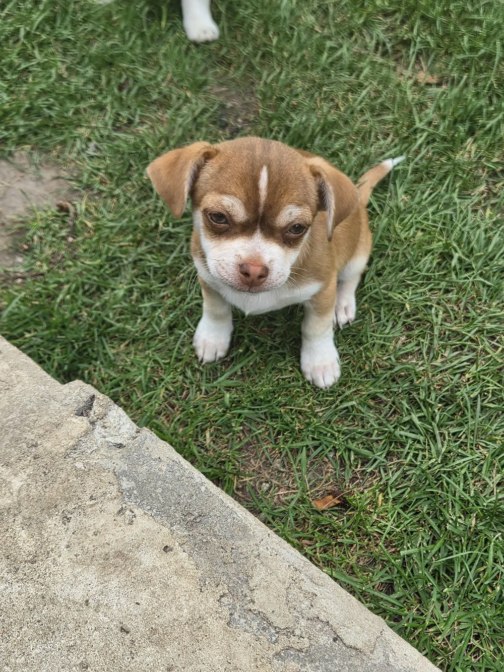 Chihuahua Mix welpen
