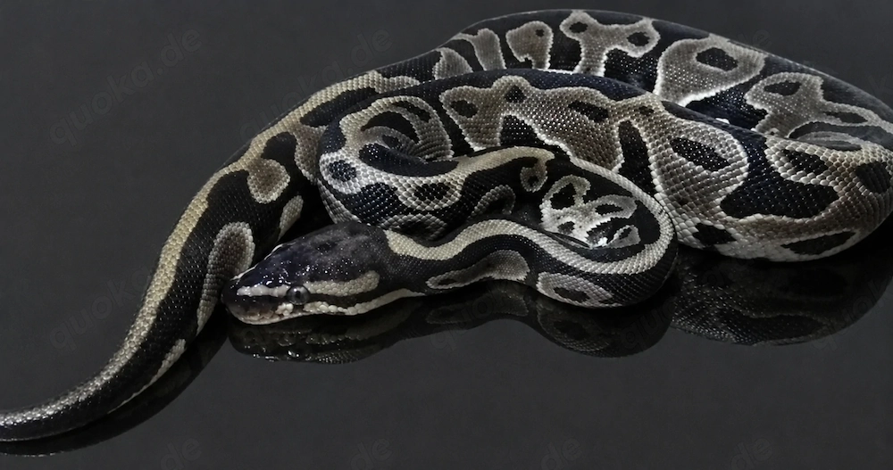 0.1 Leopard het. Clown ( Königspython   Python regius )
