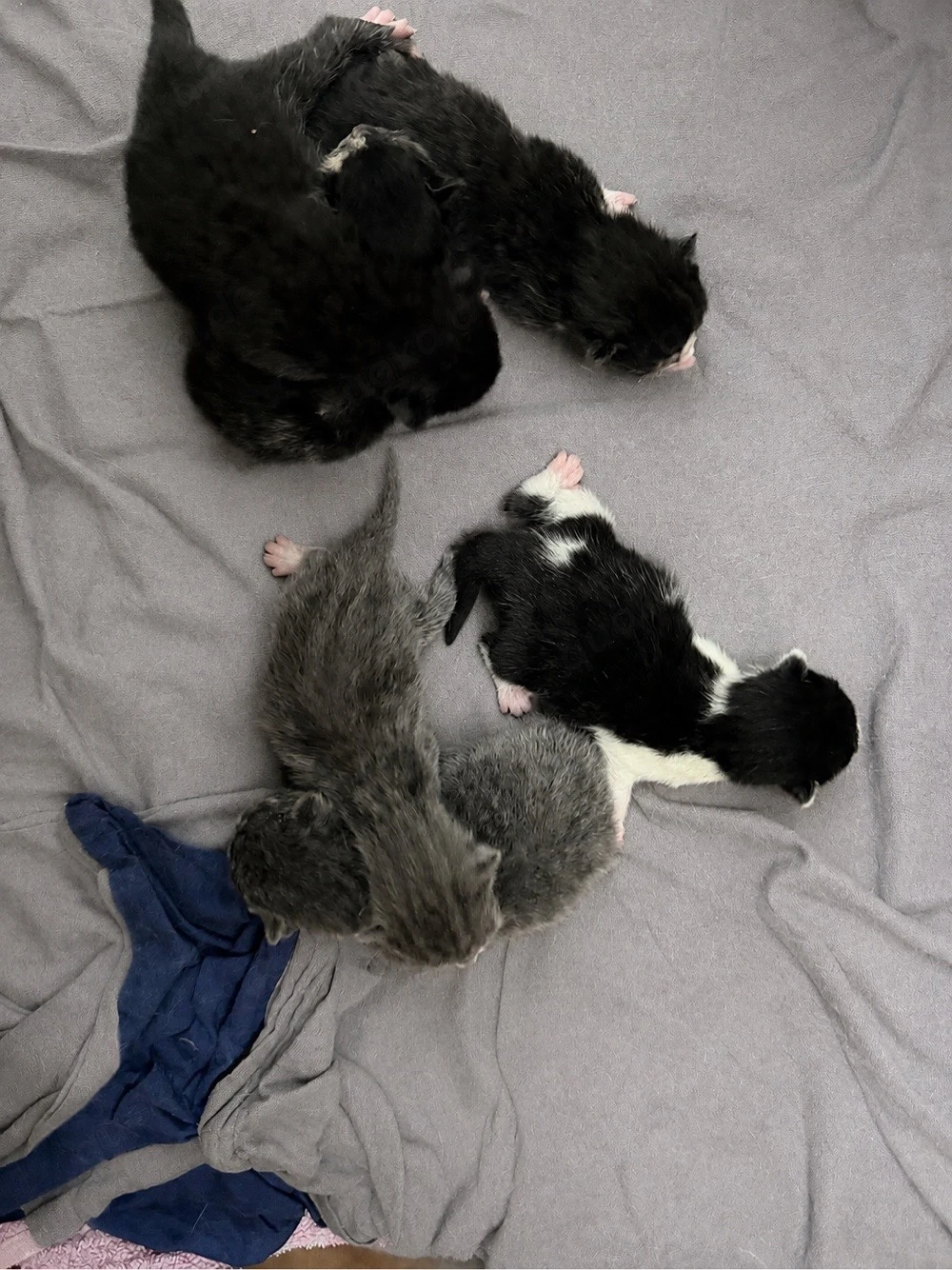    Katzenbabys aus liebevoller Aufzucht abzugeben  