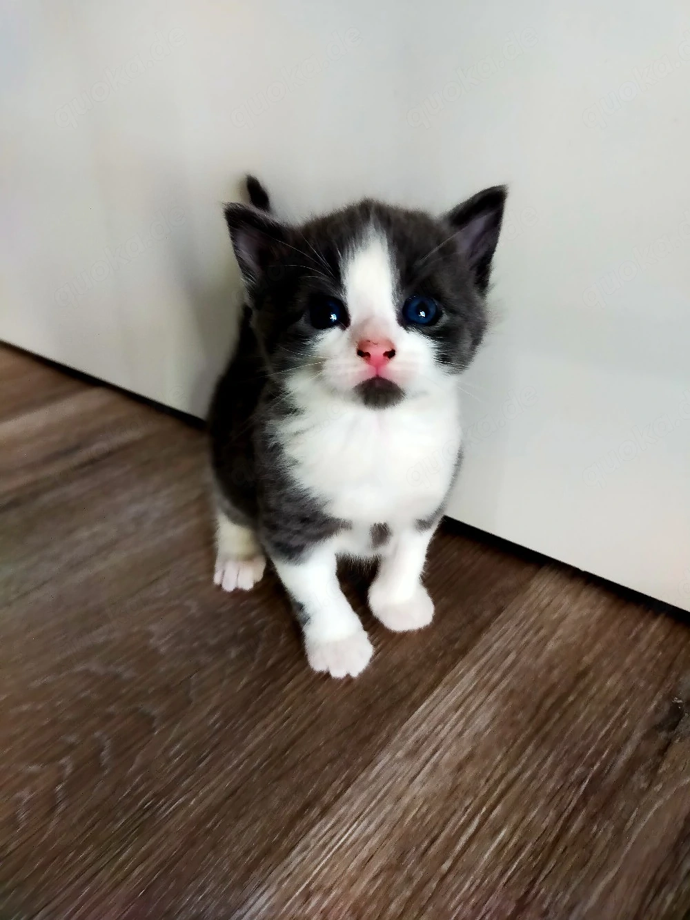 Babykatze Weibchen Reserviert 